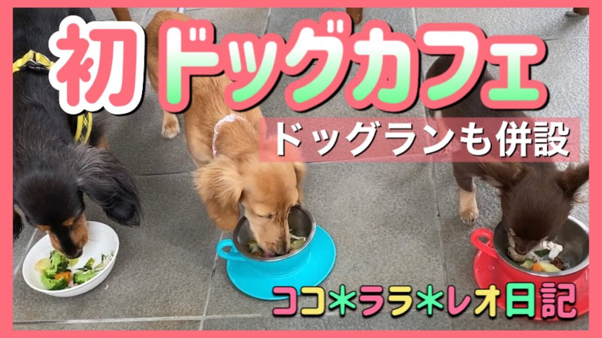 初のドッグカフェに行ってきました！【ミニチュアダックスフンド、カニンヘンダックス、ロングコートチワワ】／We went to the dog cafe for the first time!