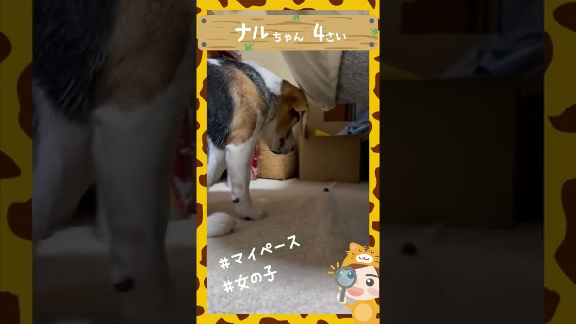 虫にちょっかいを出してビックリするビーグル犬のナルちゃん4歳｜アニマル発見隊 #shorts