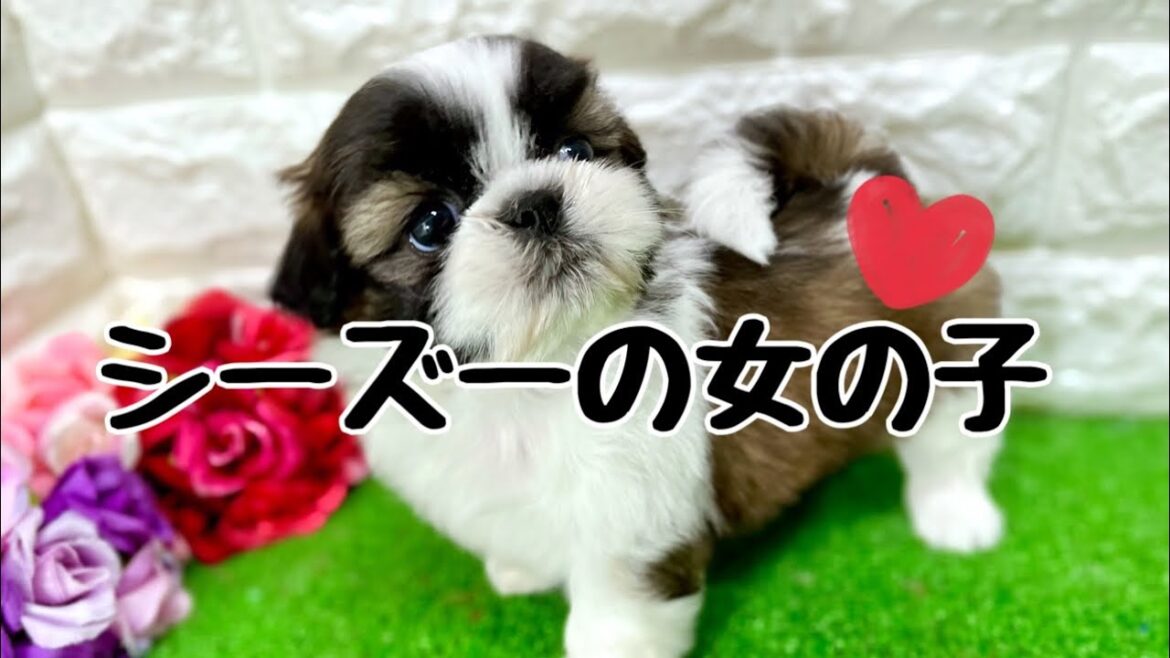シーズーの子犬　（和歌山）