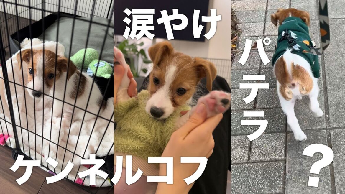 【生後3ヶ月】子犬ジャックラッセルテリアがかかった病気… | 涙やけ、ケンネルコフ、パキラ？など