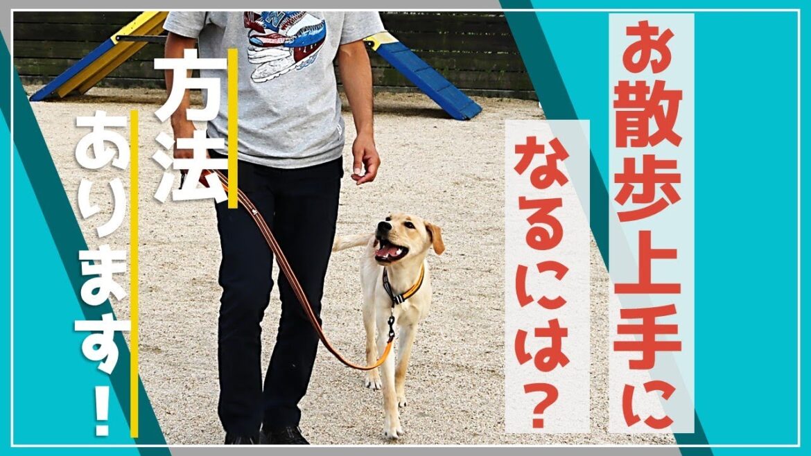 【子犬】上手なお散歩練習！どうするの？ラブラドルレトリバー子犬チャレンジ！基本の基本【はじめてのお散歩のしつけ】