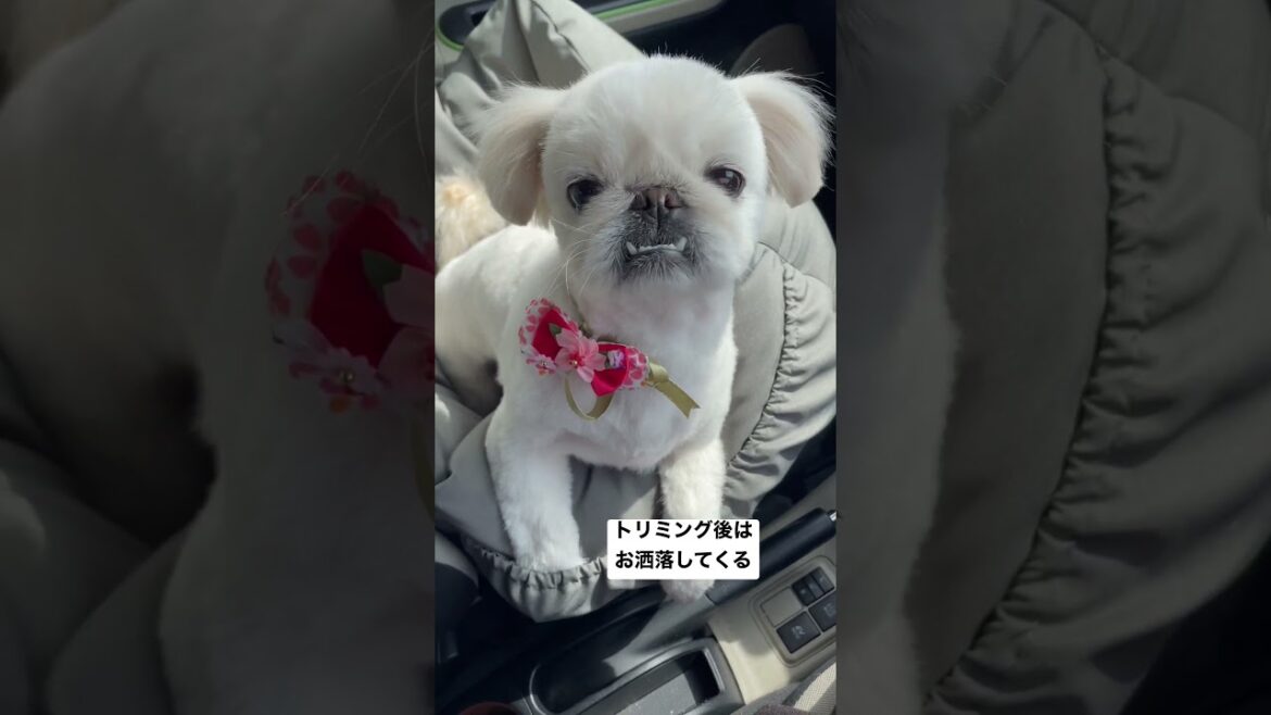 トリミング後はお洒落して帰ってくるペキニーズ