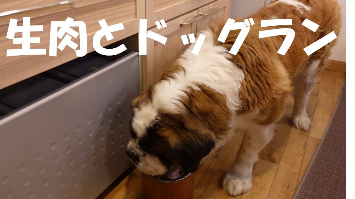 【夕食からドックラン】平凡なセントバーナードの日記Diary of an ordinary St. Bernard.