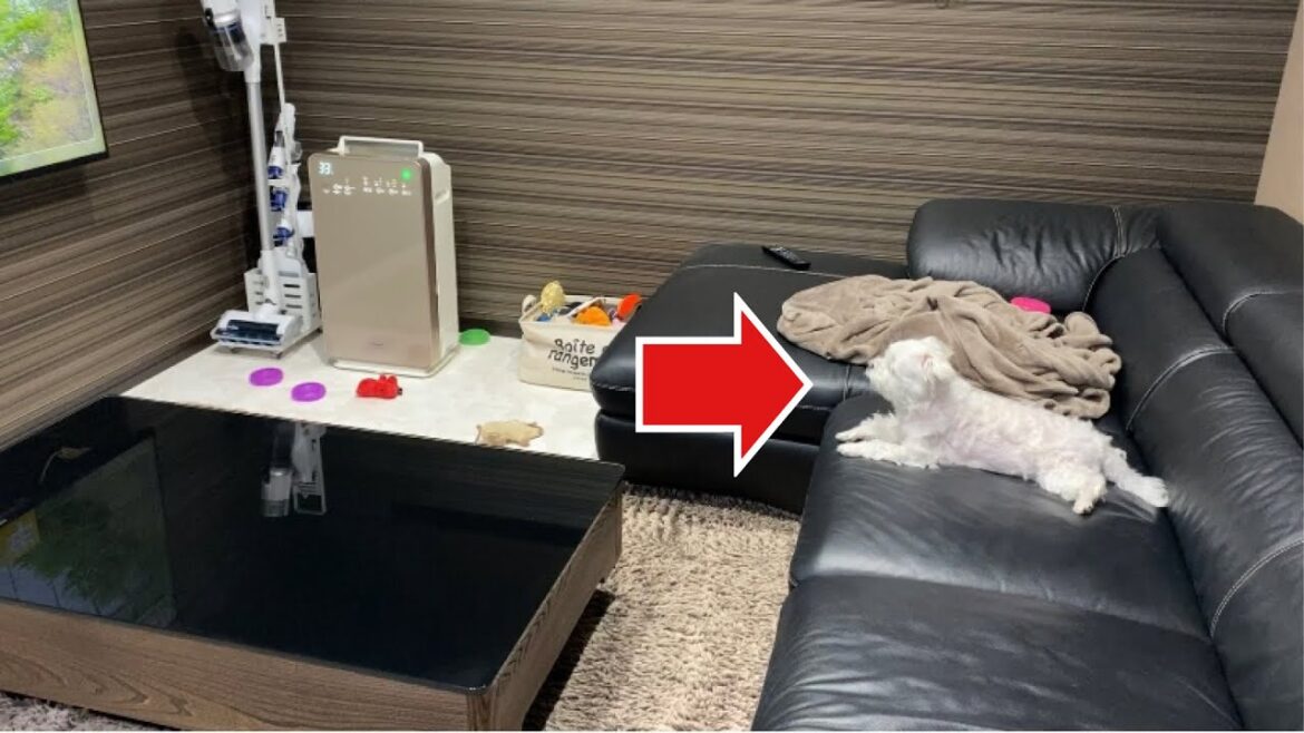 パパが居ない時の愛犬の様子はこちらです【マルチーズ】