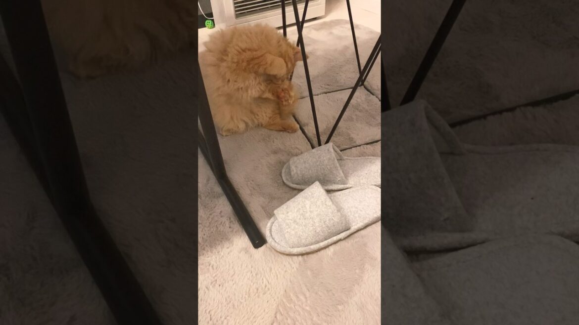 にゃんこボクサー