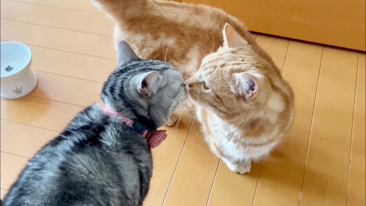しゃべるねこあいちゃんのくねくねダンス🌹