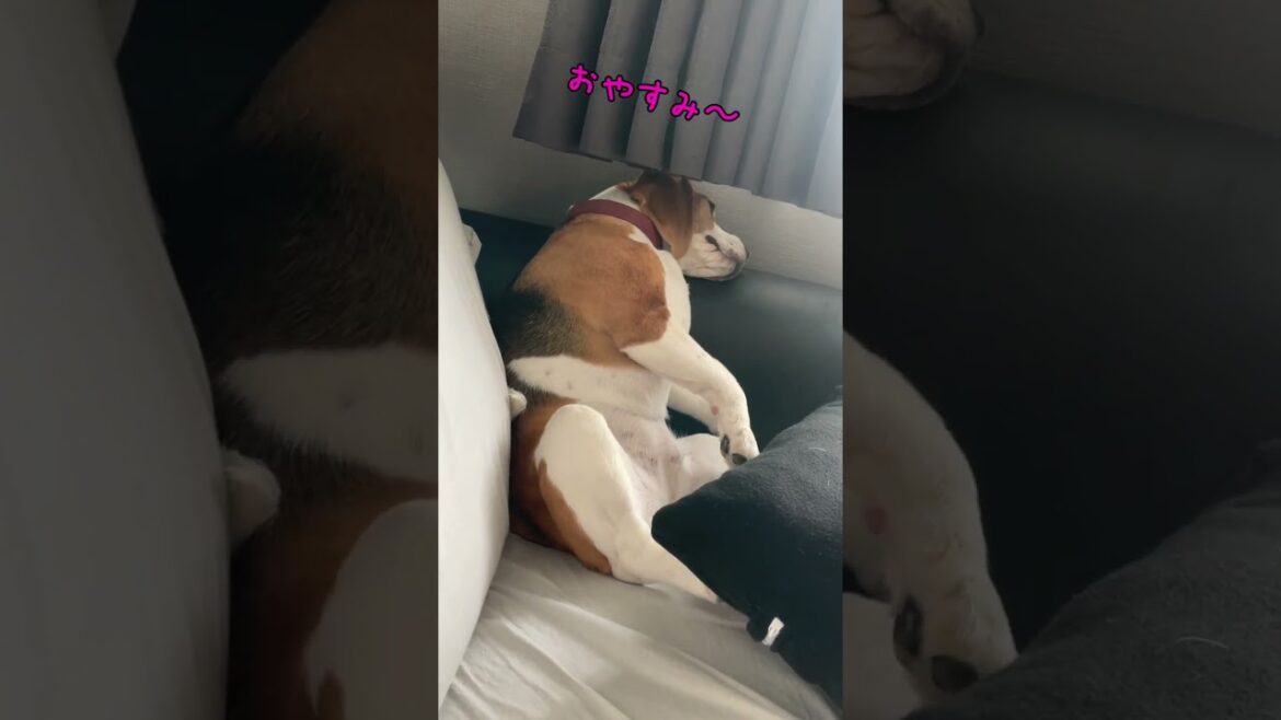 座って寝るビーグル犬　#shorts
