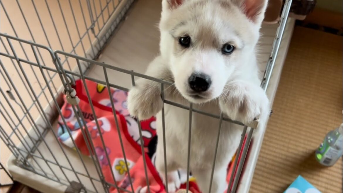 シベリアンハスキーの子犬の朝は脱走からはじまる