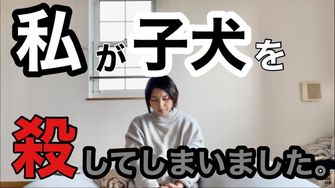 【異例の対応】今回の子犬のお迎え条件＆金額について