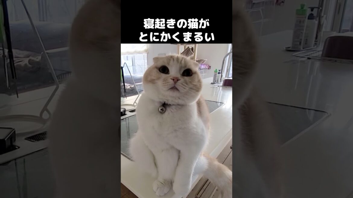 まるすぎる猫の寝起きがかわいすぎる...#猫 #cat