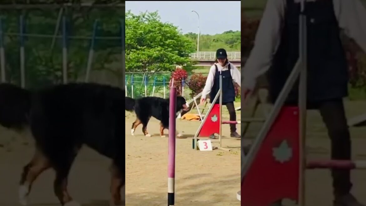 【アジリティー初心者】必死な飼い主と頑張ってくれるバーニーズマウンテンドッグ