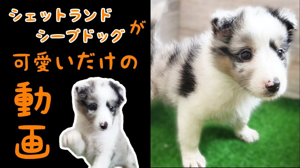 シェットランドシープドッグ・子犬【川崎小田栄店】