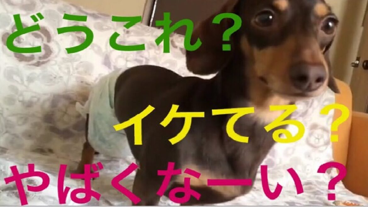 ミニチュアダックスフンド　どう？How about it?スムースダックスのちょこちゃん Smooth Daks Choco