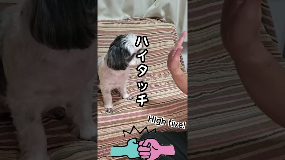ハイタッチするシーズー | High five! #shihtzu #shorts