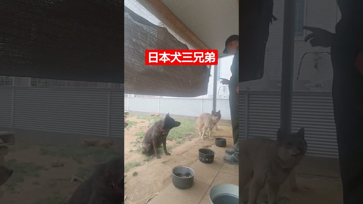 【日本犬】三兄弟 #松ごり #日本犬物語 #甲斐犬 #四国犬 #猟犬 #狩猟 #日本犬