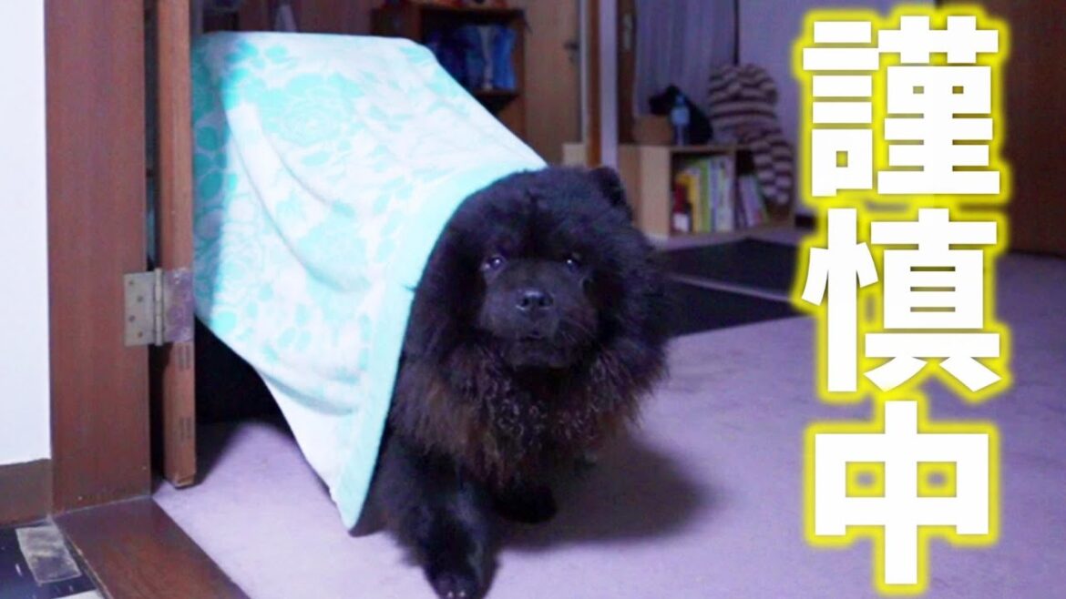 ぐーたら散歩の愛犬についにママキレる/チャウチャウ ぐーたら散歩の愛犬についにママキレる/チャウチャウ