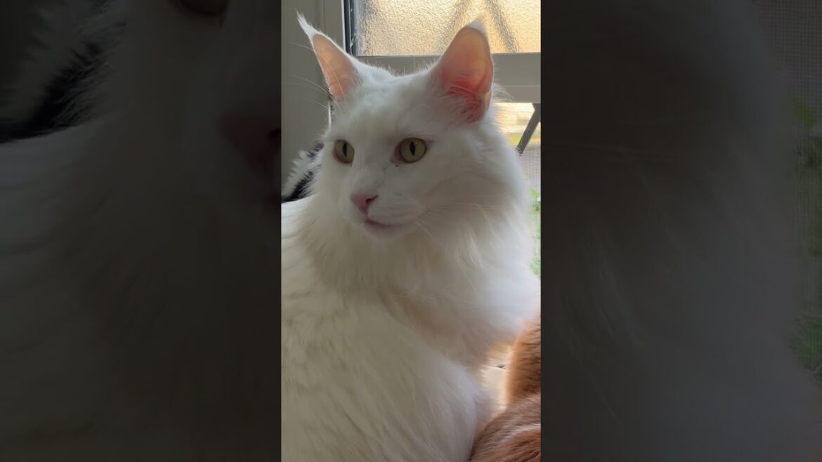 ★3匹のメインクーン★カワイイ後ろ姿 ★3匹のメインクーン★カワイイ後ろ姿