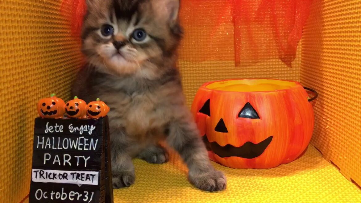 2017.8.21アメリカンカール男の子