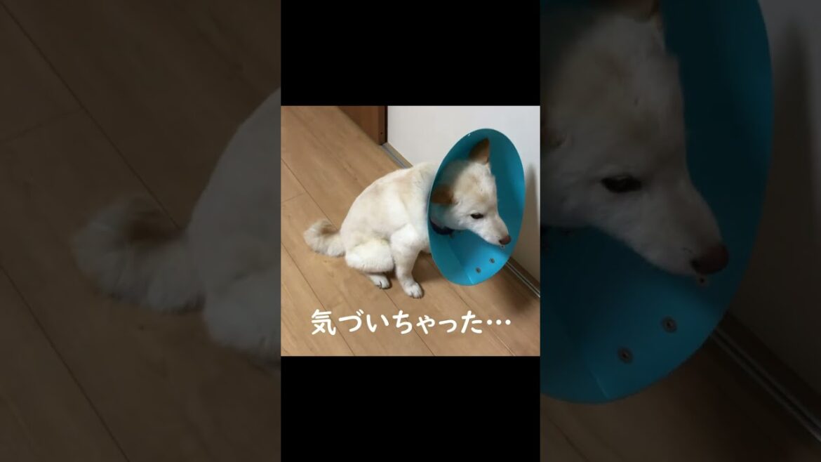 自宅に着き手術されたと気づくのが事が後からやってきた柴犬＃shorts