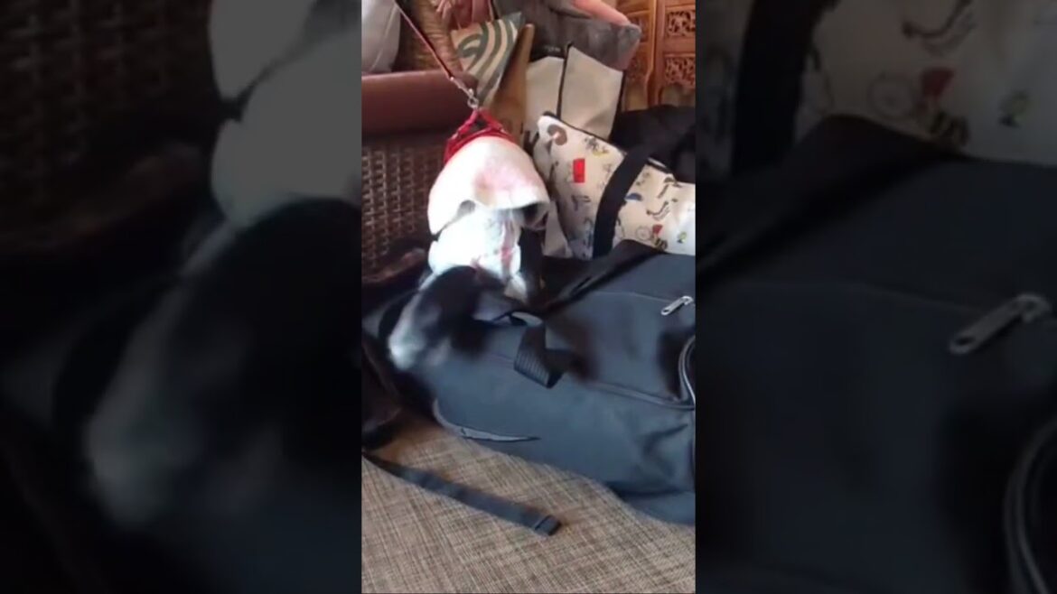 旅行カバンと犬 #chihuahua #チワワ #ペット #可愛い #ロングコートチワワ