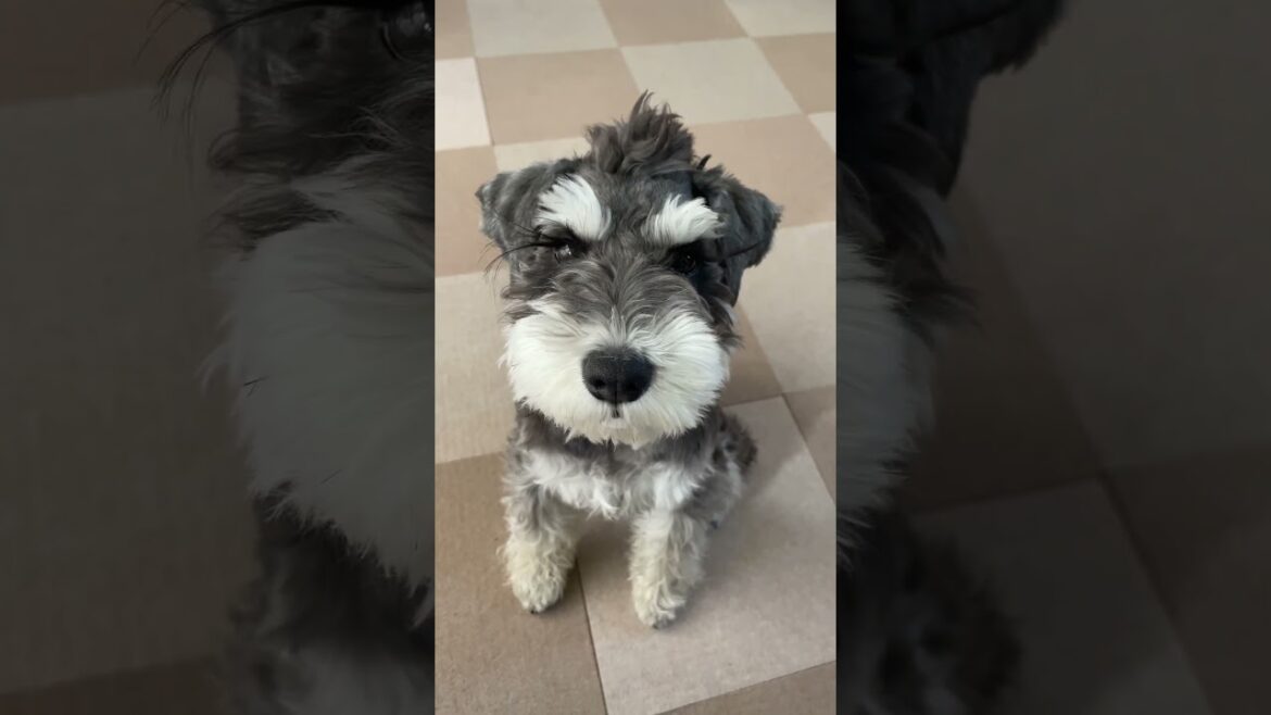 可愛く見つめてくるシュナウザーたける#dog #ミニチュアシュナウザー #shorts