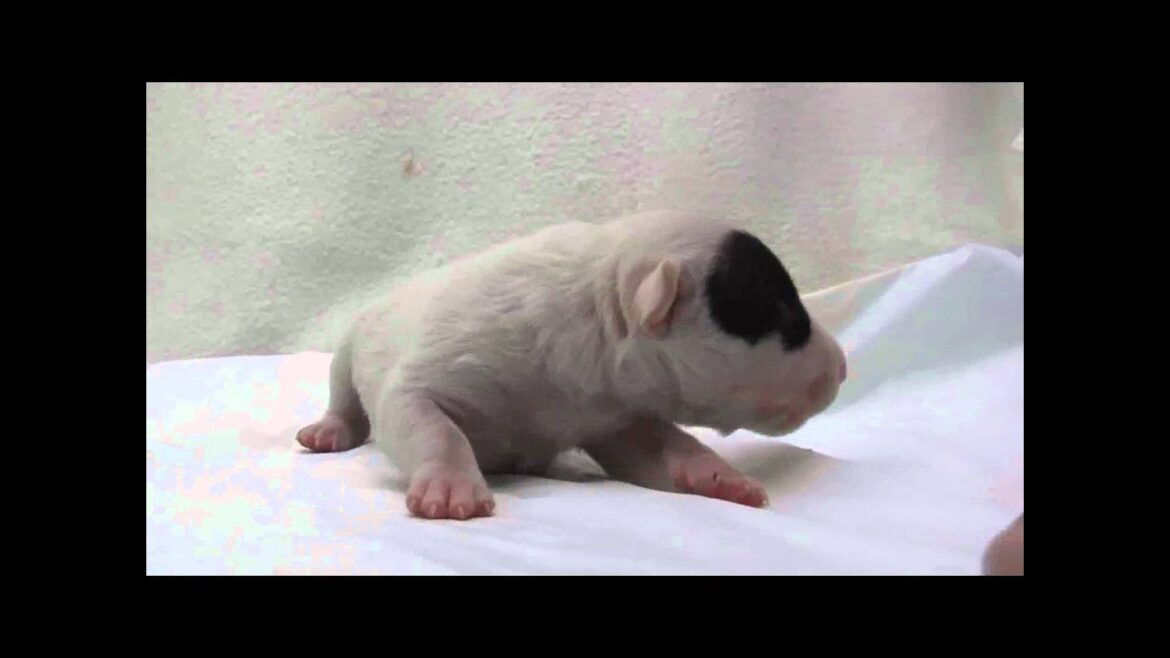 ミニチュアブルテリアの子犬09