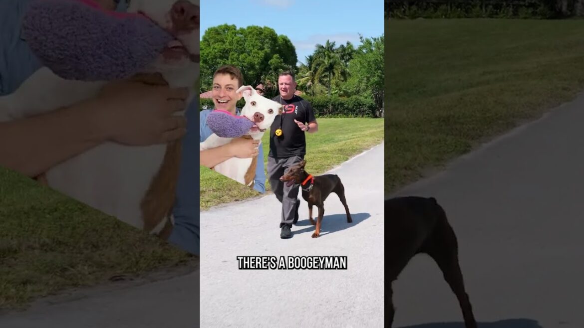Why We Don’t Recommend the Doberman Pinscher