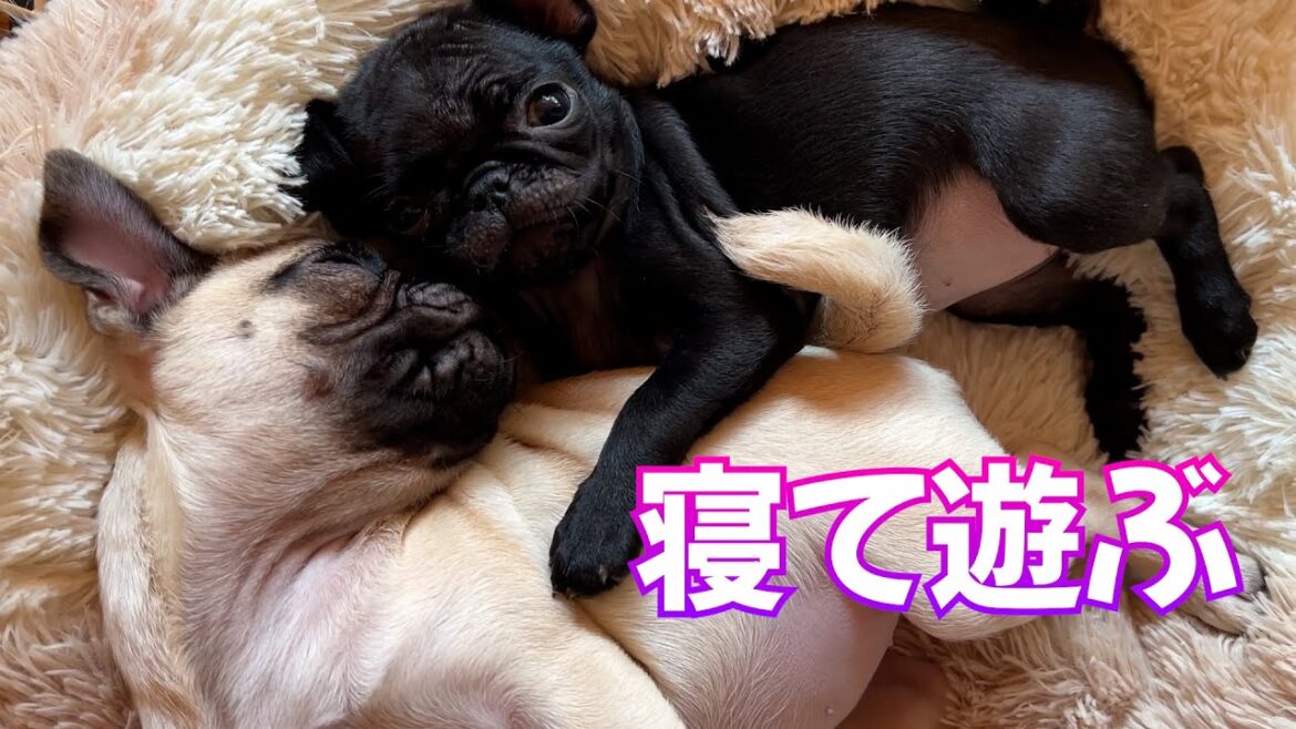 癒しの3パグルーティン_pug多頭飼い