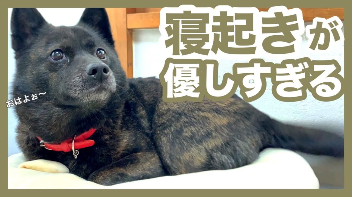 【甲斐犬】爆睡中の犬に話しかけてみたらご機嫌にしっぽブンブン神対応してくれました