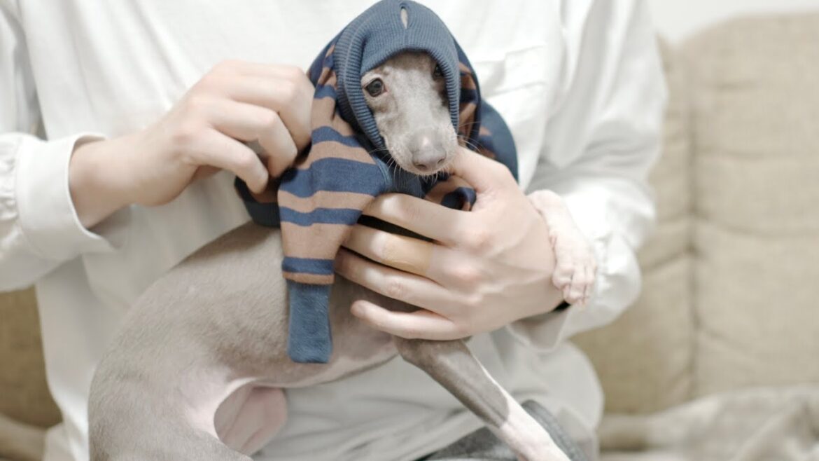子犬イタグレに初めて服を着せてみたらとても大変だった[生後4ヶ月]
