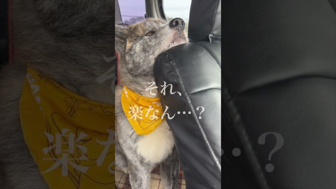 【虎毛】本当に楽なのか分からない秋田犬秋馬のリラックス姿【大型犬】【akita dog】