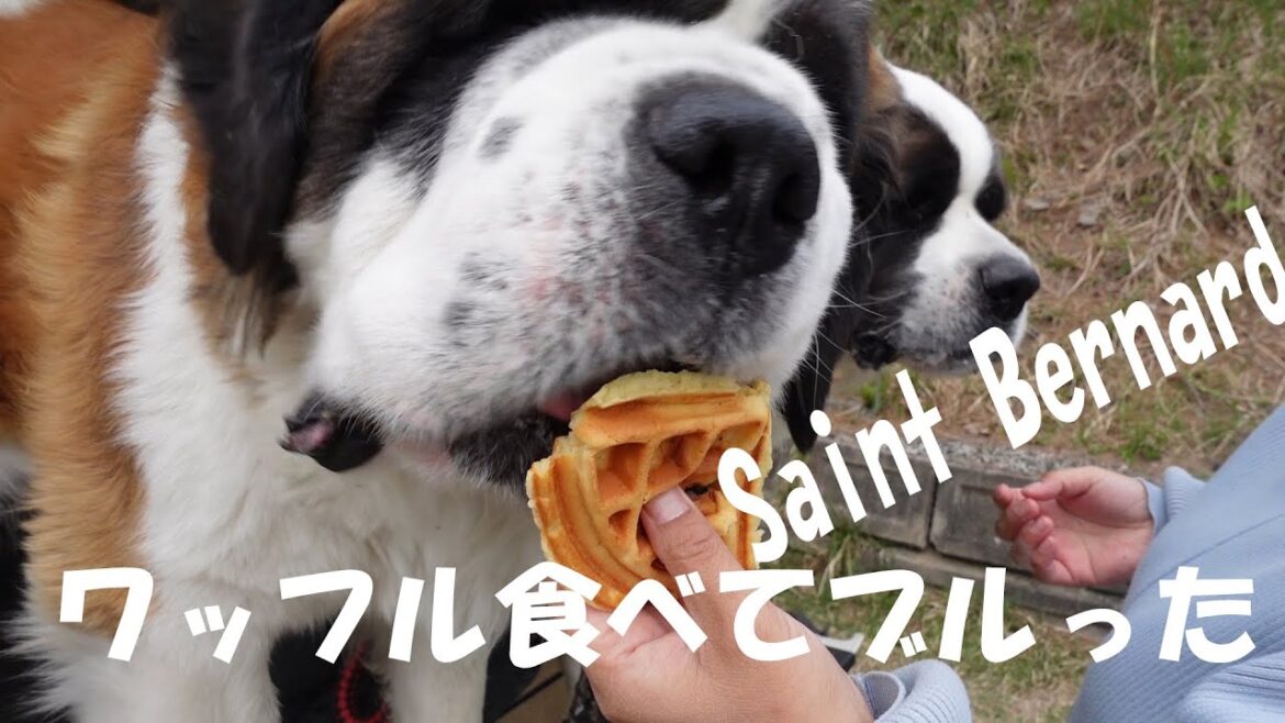 【ベルがブルった日！】平凡なセントバーナードの日記The Day Bell Bullied] Diary of an Ordinary St. Bernard