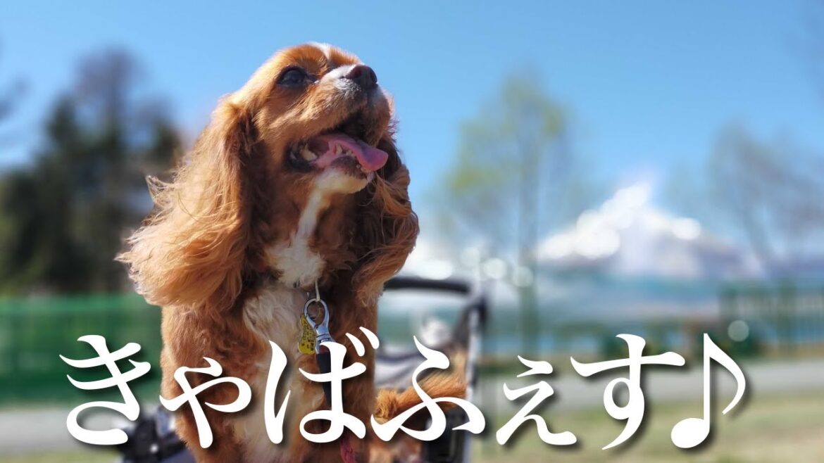 【キャバリアフェスティバル2023】全国からキャバリアが集まるオフ会イベントで大興奮の愛犬との1日に密着🐶 【VLOG】 【キャバリアフェスティバル2023】全国からキャバリアが集まるオフ会イベントで大興奮の愛犬との1日に密着🐶 【VLOG】