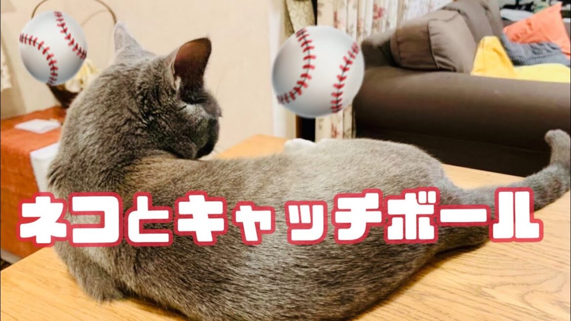 【猫】キャッチボールする猫！？〜Cat playing catch〜