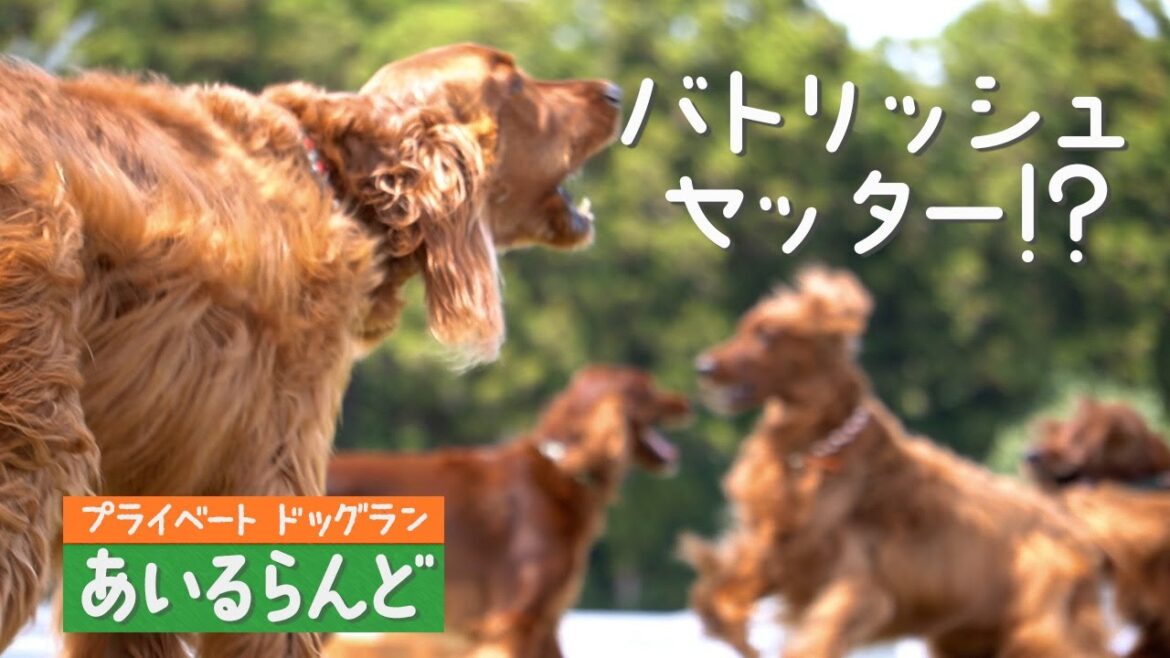 アイリッシュセッターのバトル後は！？可愛い表情に。。。  202304