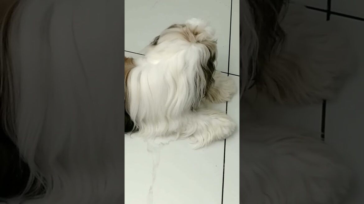 Shih Tzu 🐕‍🦺🐕‍🦺