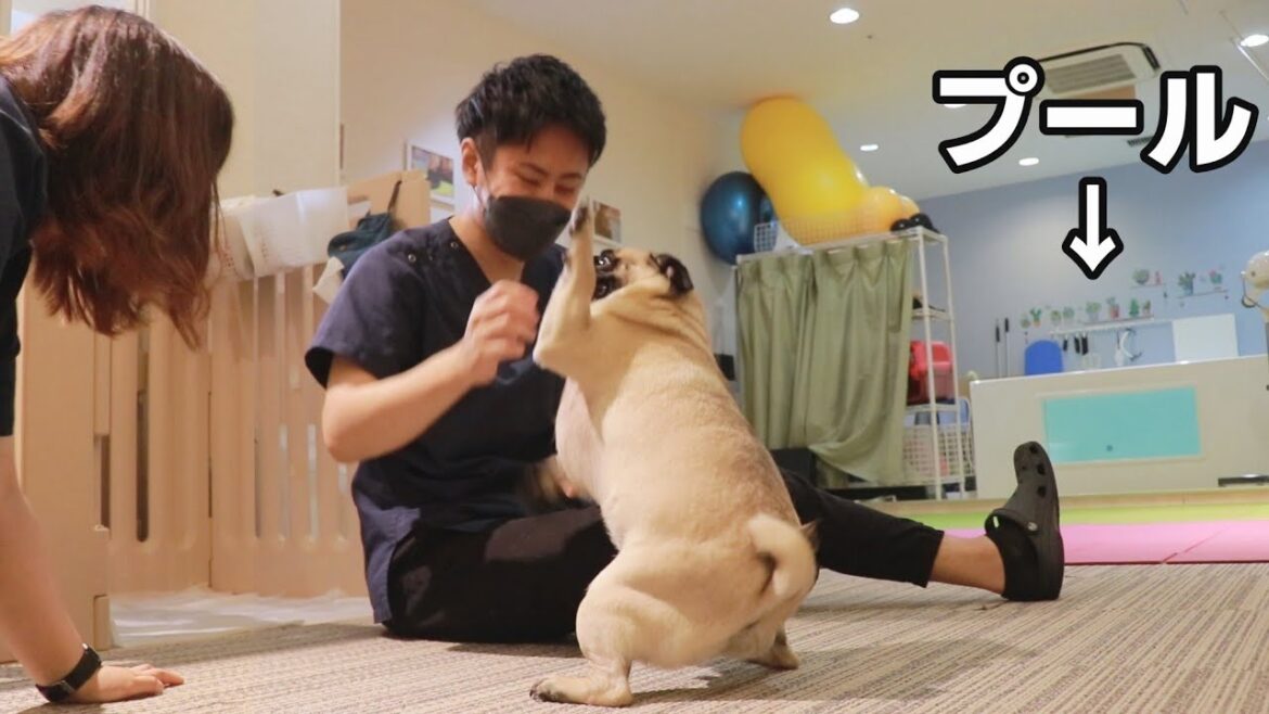 わがままボディのパグが犬専用フィットネスクラブに行ってみた