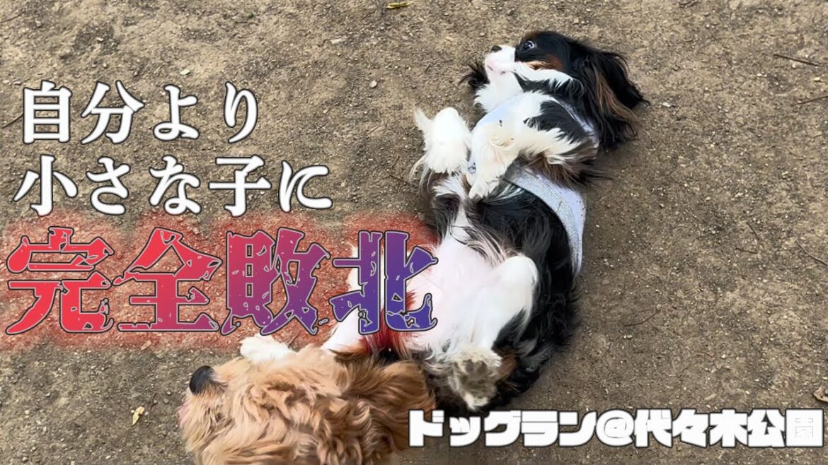 愛犬がドッグランで完全敗北しました...#キャバリア #フレンチブルドッグ #多頭飼い #いぬ