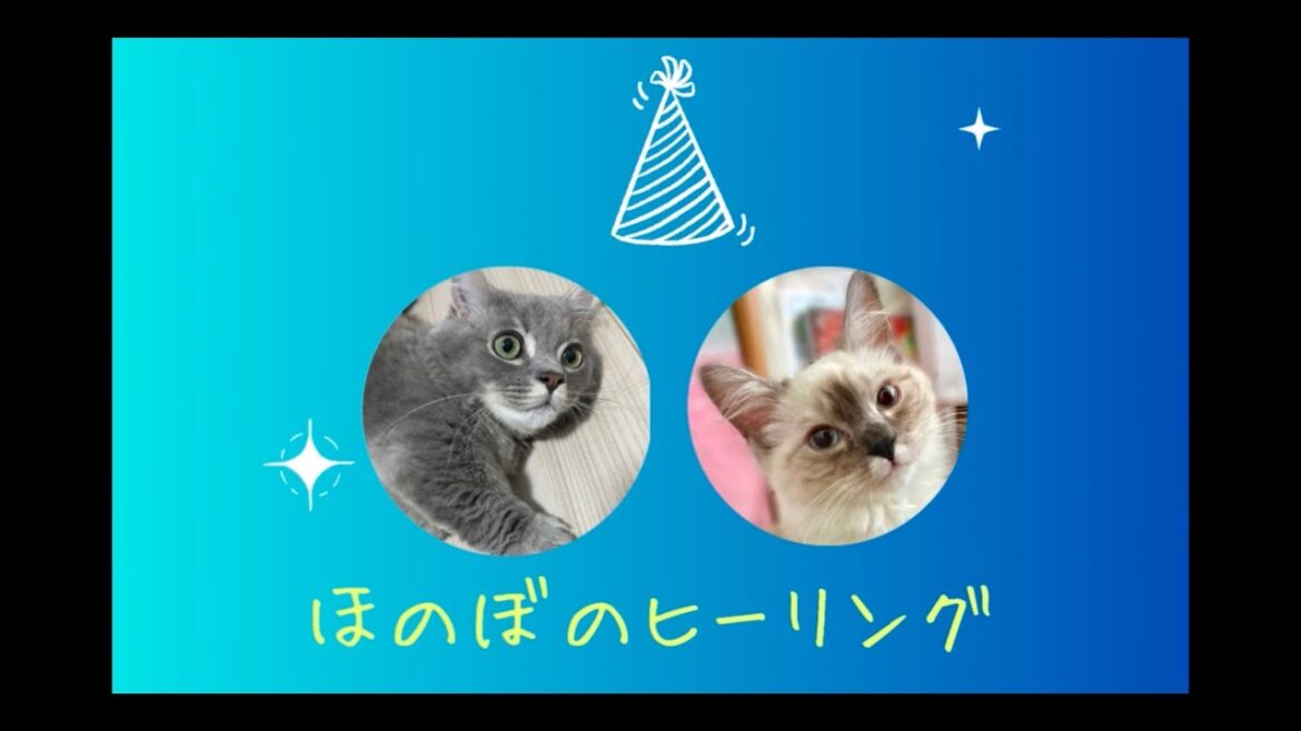 癒やしの猫と聴く。【猫・子猫・マンチカン/サイベリアン】