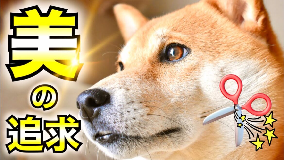 柴犬こむぎの苦手な事　第１位【あるじnoステップ】三浦半島ジブリ