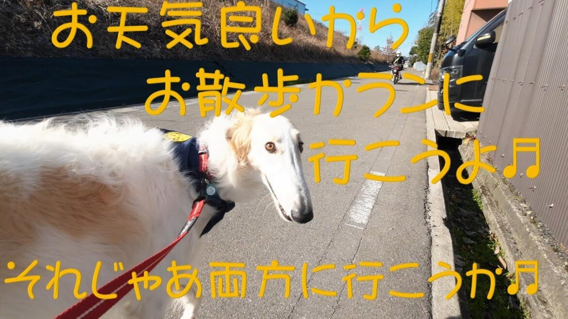 お散歩＆ラン ボルゾイ🐕🎵😊　Walk & Run Borzoi