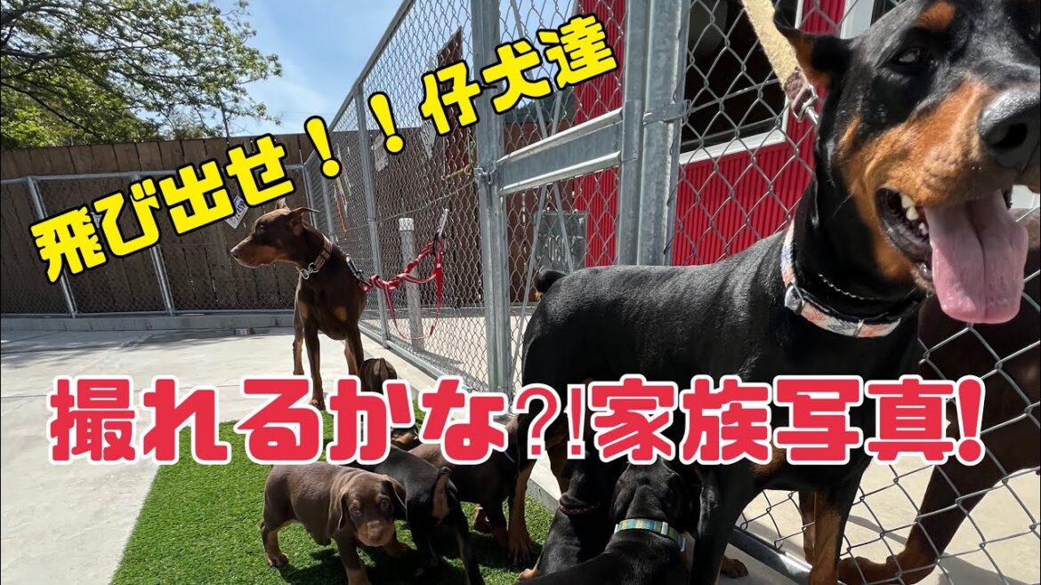 9頭のドーベルマンパピー!果たして家族写真が撮れるのか⁈