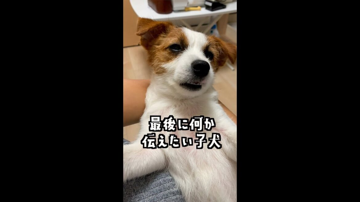 最後に伝えたい事がある子犬/ジャックラッセルテリア/puppy #shorts