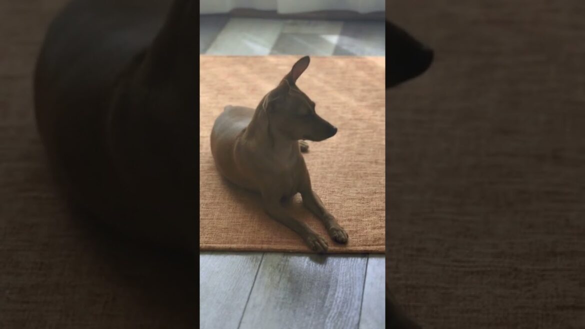 眠い？寝る？　#ミニチュアピンシャー #miniaturepinscher