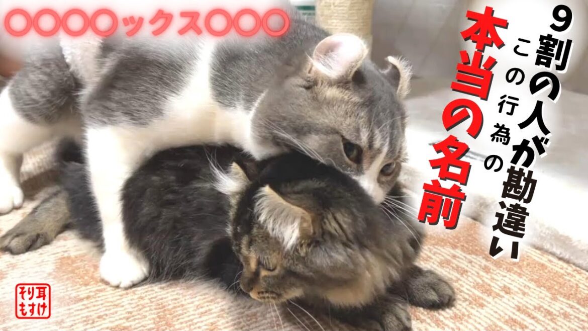 あの行為じゃなかった!衝撃の事実が判明しましたw あの行為じゃなかった!衝撃の事実が判明しましたw