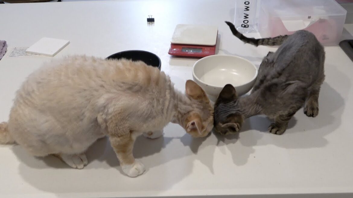 一緒におやつを食べるデボンレックス猫兄弟です(Devon Rex brothers eating snacks together)