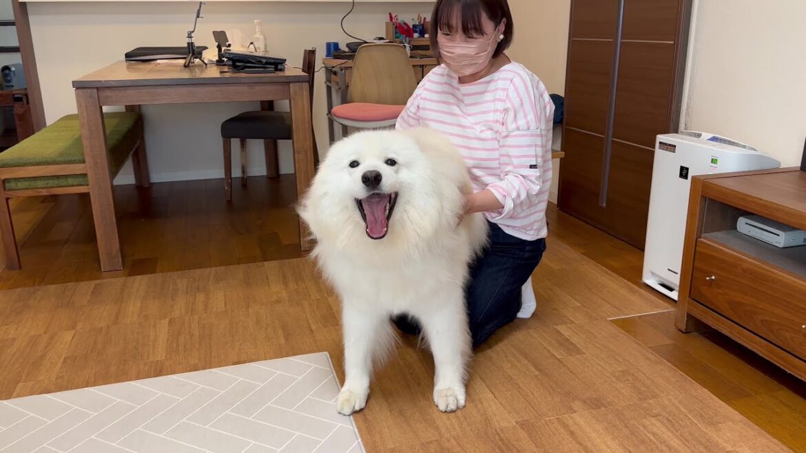幸せいっぱい！飼い主の帰宅に大喜びするもふもふ犬の様子がほほえましい♪サモエド/samoyed