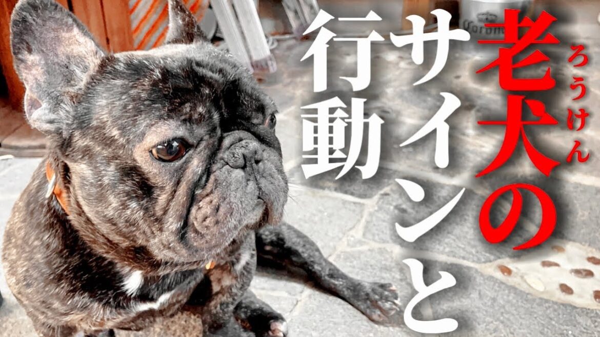 老犬のサインと飼い主がするべき行動！老化のプロセスを理解し、愛犬との絆を深める
