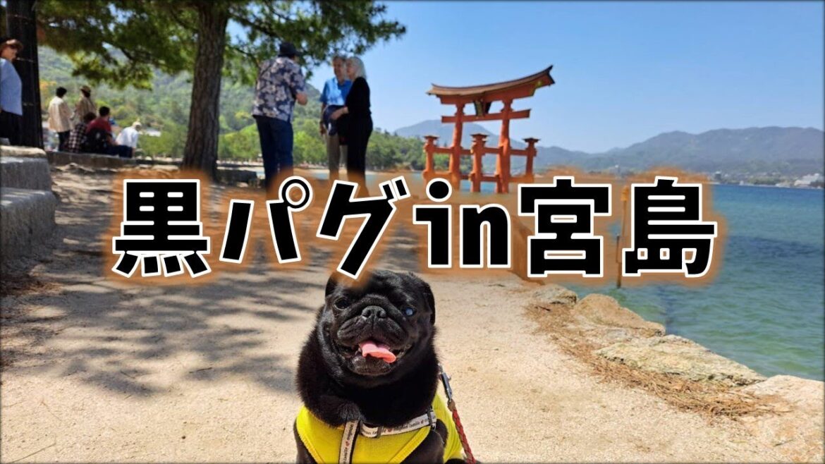 【犬とお出かけ】鹿VS黒パグ勃発！？日本三景、広島県宮島に潜入！