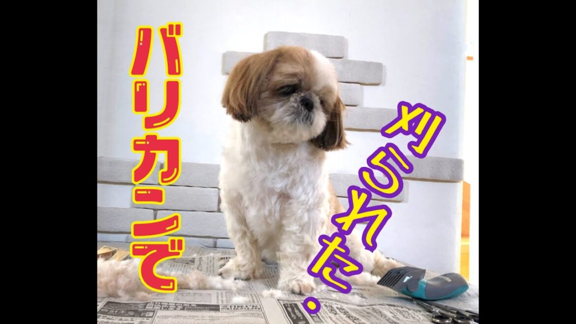 【犬用バリカンでセルフトリミング　初挑戦！】シーズー のくぅちゃんネル